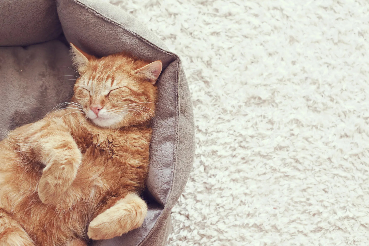 Котка в легло за котки