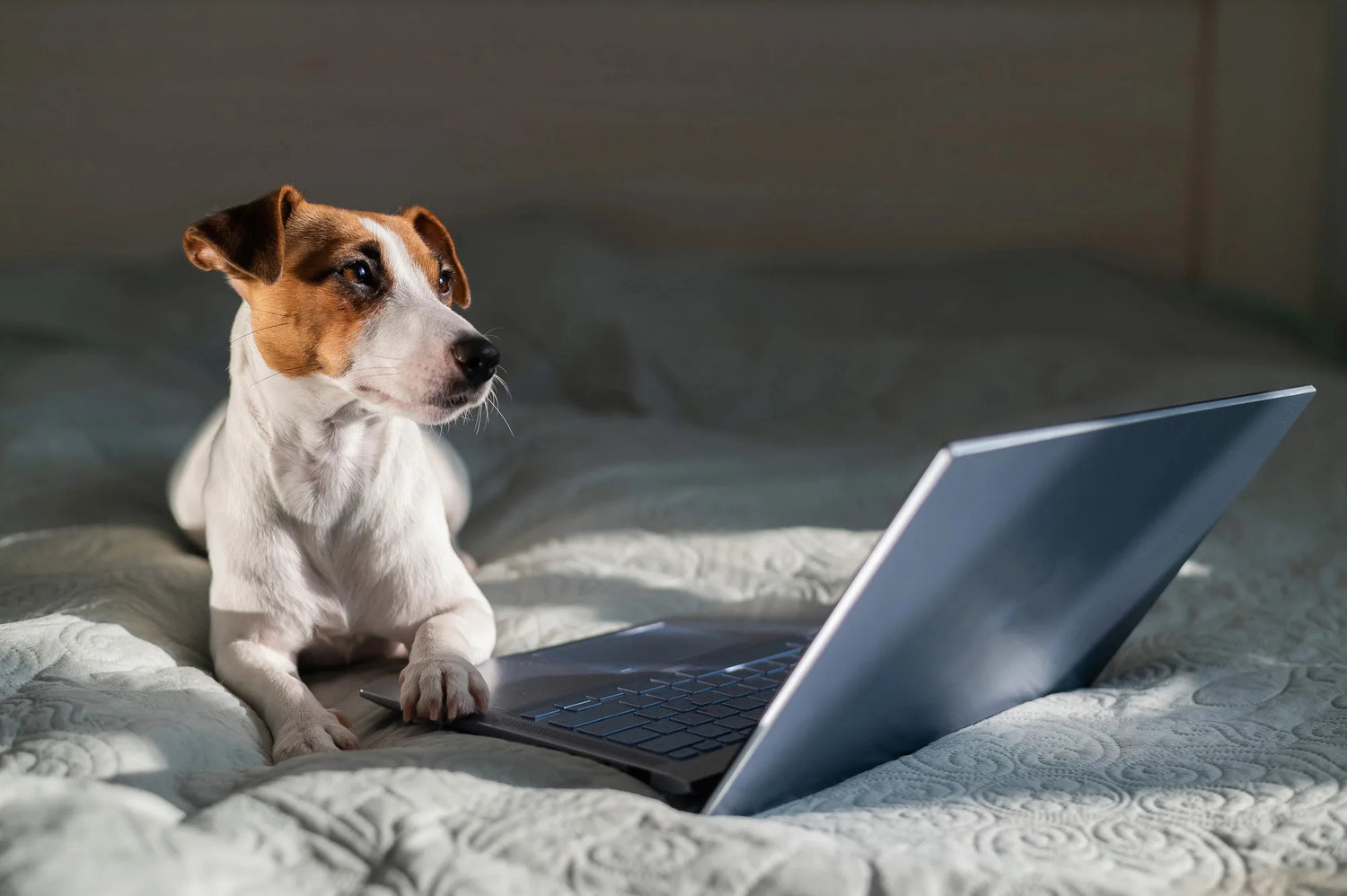 PetsHub - легла и матраци за домашни любимци